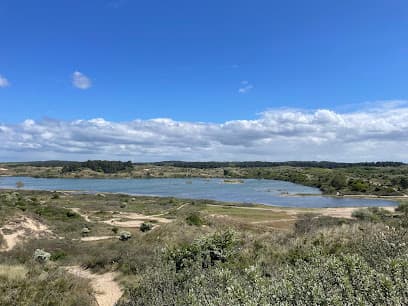 Wisenten spotten op het Kraansvlak