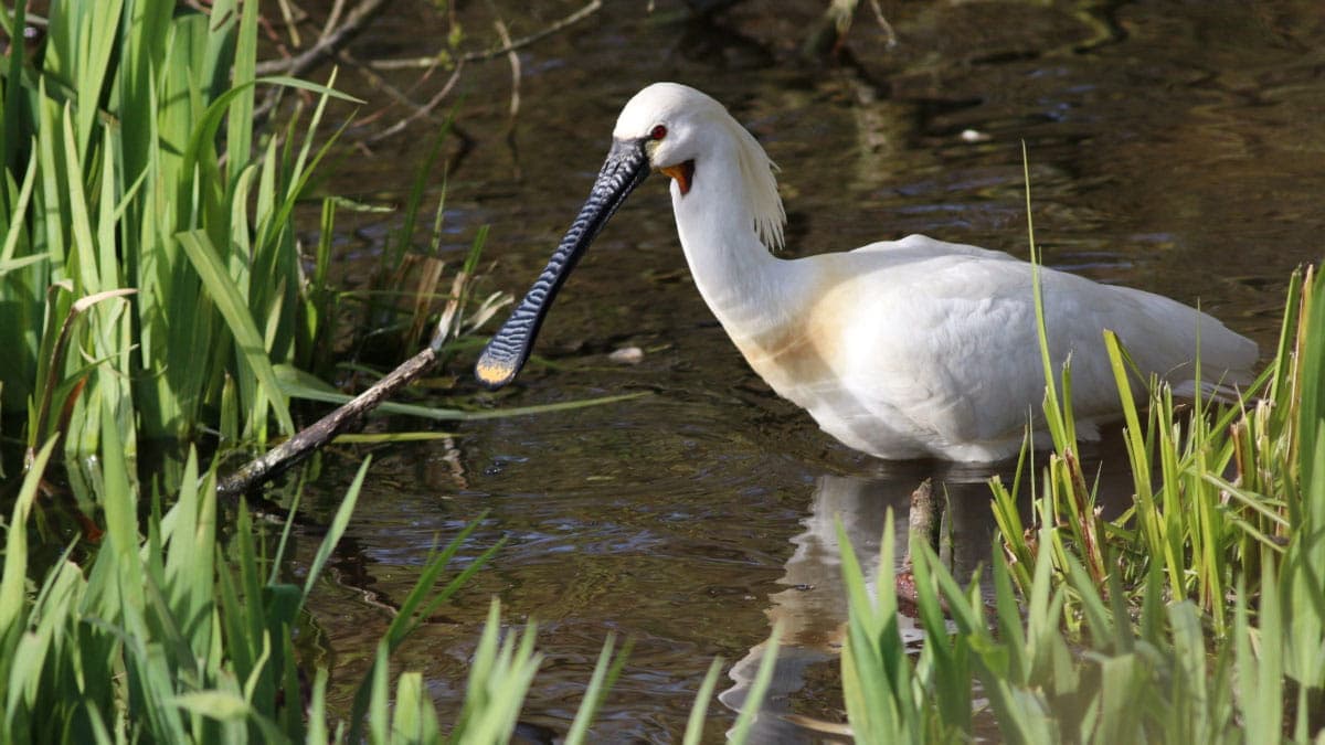 Natuurgebied Houtrak