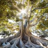 Cursus: Meditatie