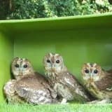 Open dag bij Vogelhospitaal en Egelopvang