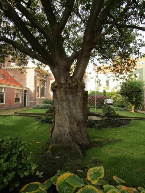 Belevingswereld van bomen in de oude binnenstad van Haarlem