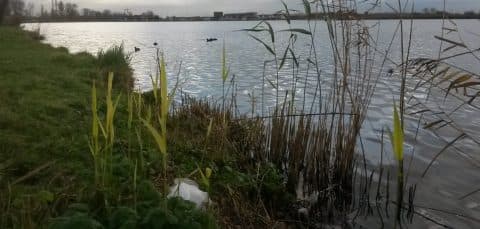 Opschonen Spaarne-oevers World Clean-up Day
