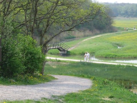 Natuurwerkdag Amerikaanse Vogelkers op Middenduin