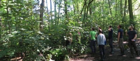 Werkdag Amerikaanse Vogelkers Scoutingterrein Het Naaldenveld