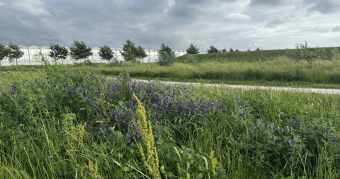 Rondje Schenkeveld Rijsenhout