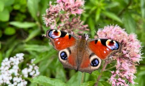 Vlinders in de zomer