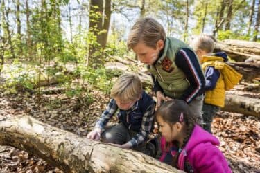 Dieren in de duinen: Speuren naar sporen