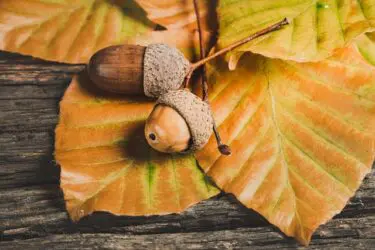 Herfst Knutselmiddag in De Kennemerduinen in Nationaal Park Zuid-Kennemerland