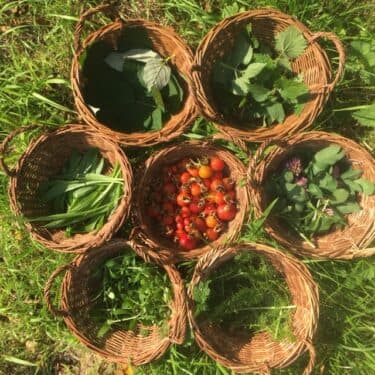 Gezond natuurlijk! – je eigen kruidenthee maken