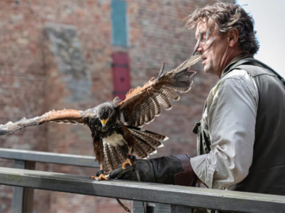 Valkenier Birdlive