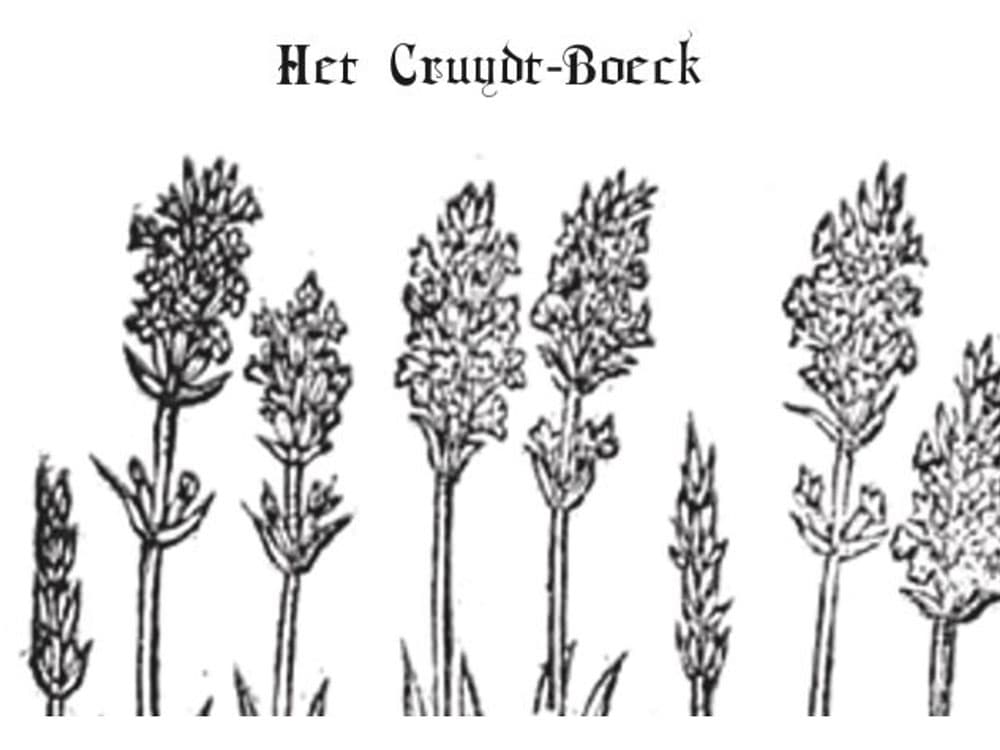 De Kracht van Kruiden