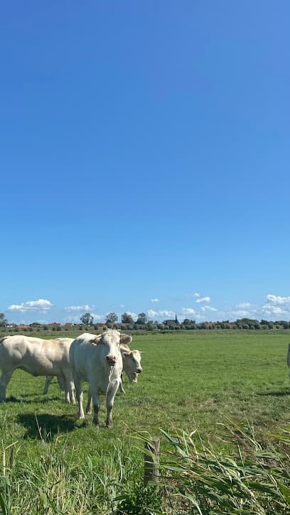 Krabben vangen in Spaarndam