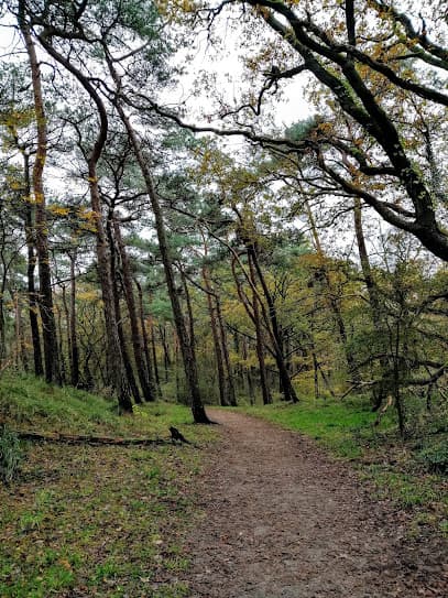 Naaldenveld openbaar bos