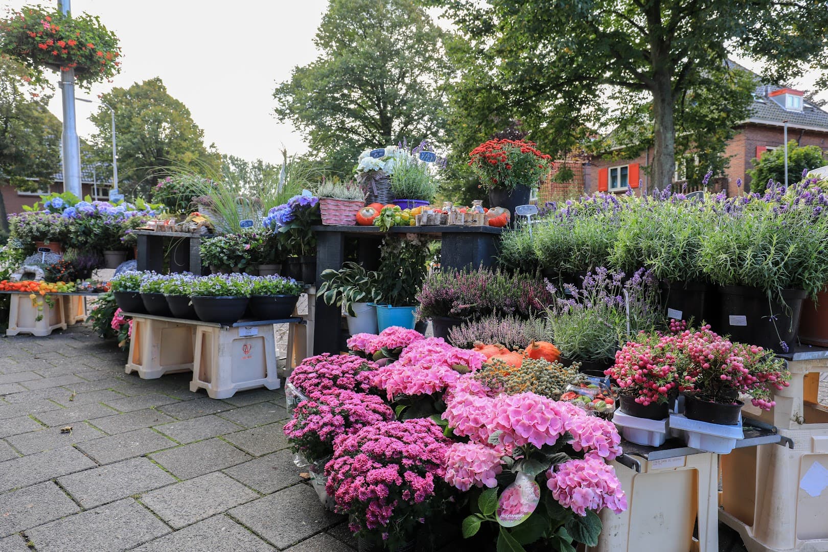 Bloemenhandel Han van Baekel, foto 3