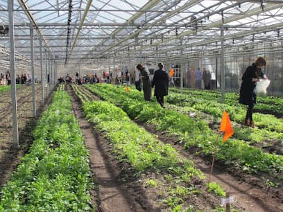 Wij Telen Groente in de Kas