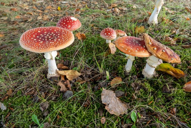 Presentatie: Paddenstoelen in Zuid-Kennemerland