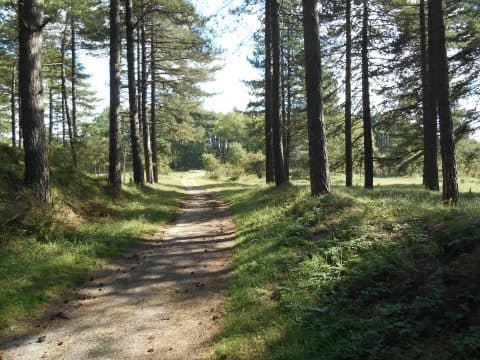Excursie op een begraafplaats in een bosrijk duingebied september
