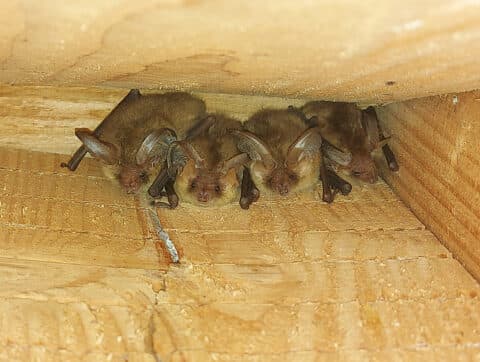 Vleermuizen spotten op begraafplaats De Meerterpen