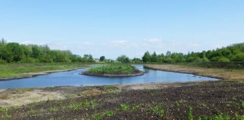 Wilgenopslag uitsteken rond de Poelbroekplas!