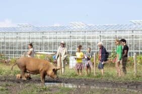 Vier dierendag tussen buitenvarkens in GoedGehouden
