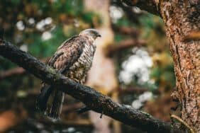 Vroege Vogels