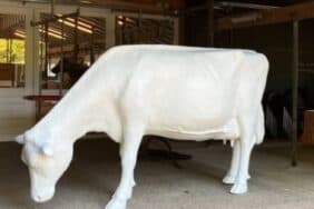 Workshop Kunstige Koe in Boerderij Zorgvrij