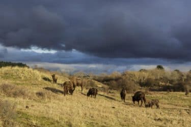 Wisentenexcursie in het Kraansvlak
