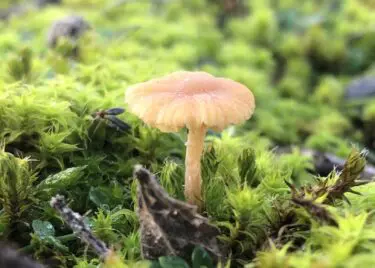 Beleef de magie van de Paddenstoelendag op Elswout in Nationaal Park Zuid-Kennemerland