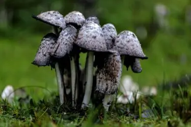 Beleef het duin in de herfst in Nationaal Park Zuid-Kennemerland