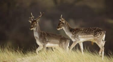 Dieren in de duinen – ontdek de dierenmanieren! in Nationaal Park Zuid-Kennemerland