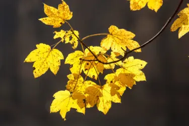Coaching in het bos: de kunst van het loslaten