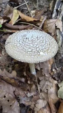De wondere wereld van de paddenstoelen in Nationaal Park Zuid-Kennemerland