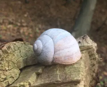 De architectuur van de natuur