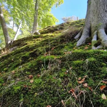 Mossenexcursie op Elswout in Nationaal Park Zuid-Kennemerland