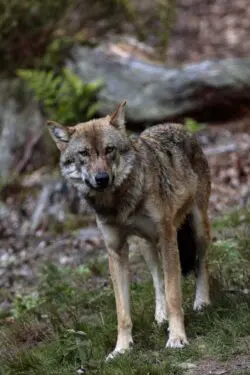 Kruip in de huid van de wolf