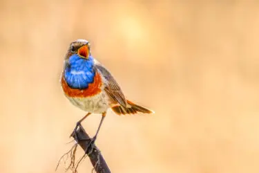 Fietsexcursie naar de blauwborst en andere duinvogels
