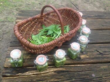 Gezond natuurlijk! – Natuur als self-care
