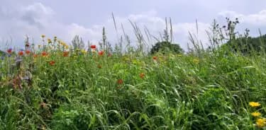 Kruidenwandeling